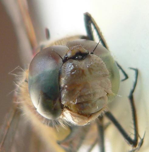 Sympetrum striolatum