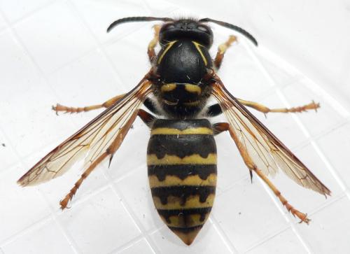 Dolichovespula media