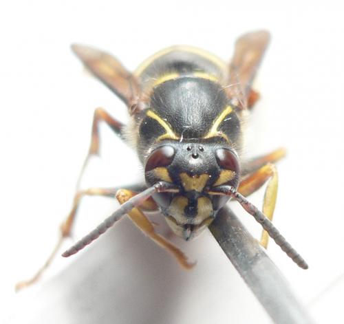 Dolichovespula media