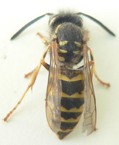 Vespula vulgaris