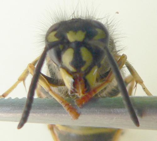 Vespula vulgaris