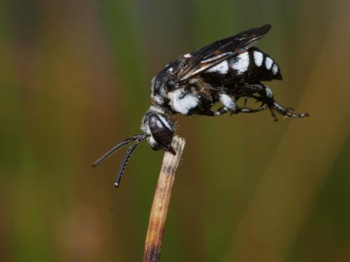 Réf. 36 047 : Thyreus sp.
