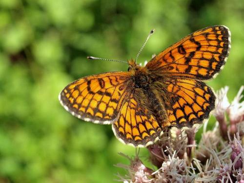 Réf. 36 620 : Melitaea parthenoides