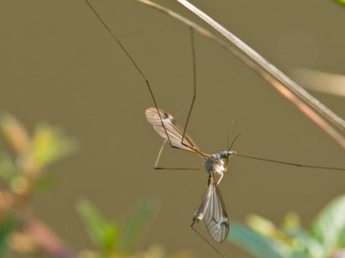 Tipula sp.