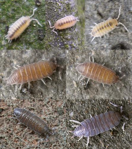 Porcellionides pruinosus