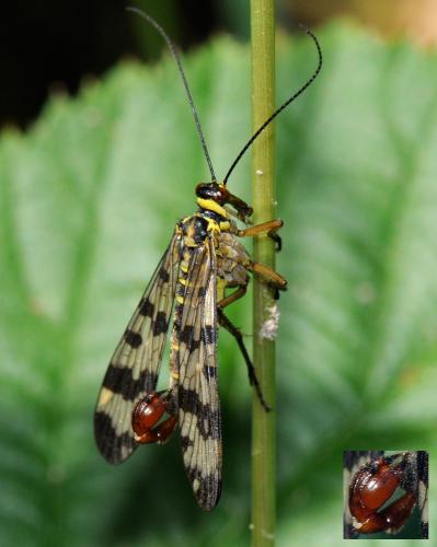 Panorpa vulgaris