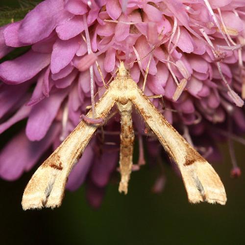Réf. 36 671 : Platyptilia gonodactyla