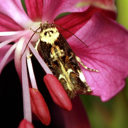 Mompha sp.