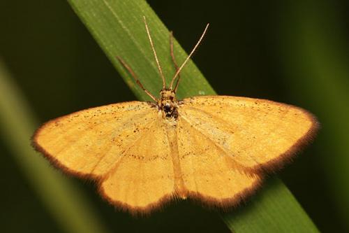 Réf. 36 506 : Idaea flaveolaria