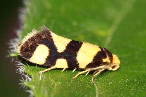 Lampronia rupella