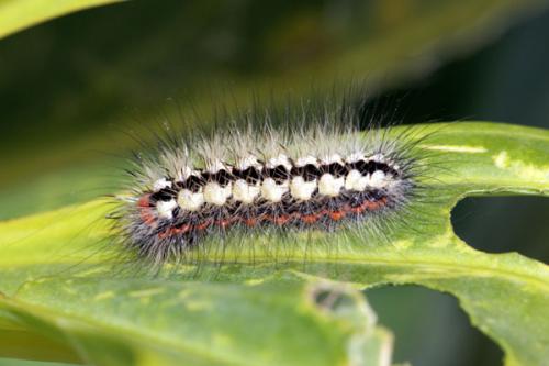 Réf. 36 825 : Acronicta euphorbiae