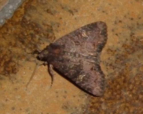 Mesapamea sp.