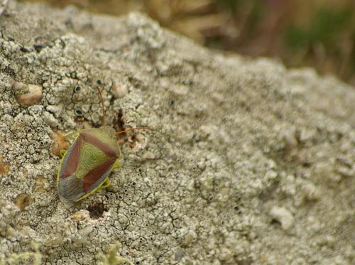 Piezodorus lituratus