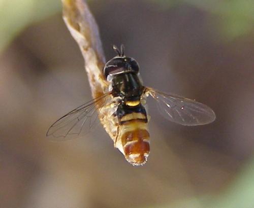 Réf. 36 257 : Paragus quadrifasciatus