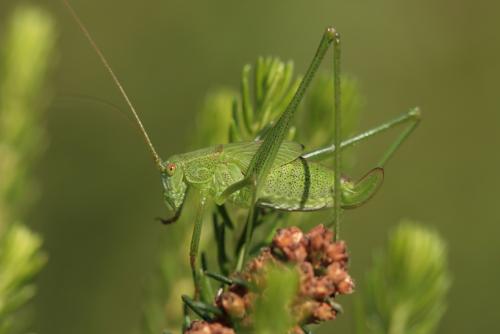 Réf. 36 633 : Phaneroptera falcata
