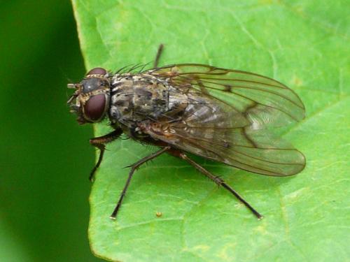 Phaonia tuguriorum