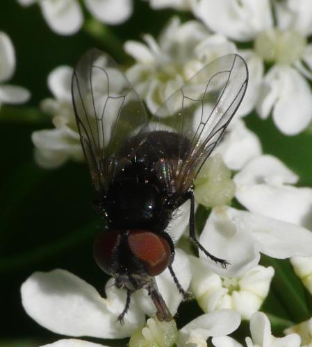 Phasia barbifrons
