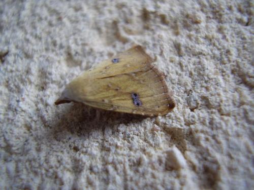 Réf. 36 018 : Rivula sericealis