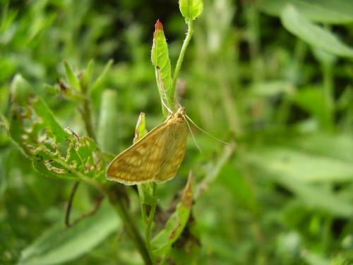 Réf. 36 090 : Sitochroa verticalis