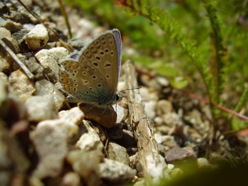 Polyommatus icarus