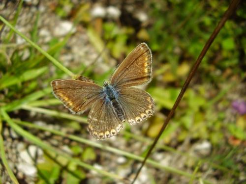 Polyommatus icarus