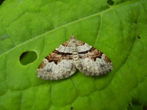 Réf. 36 520 : Xanthorhoe designata
