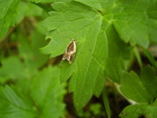 Réf. 36 603 : Ancylis badiana