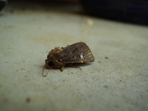 Mesapamea sp.