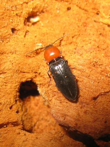 Cardiophorus gramineus
