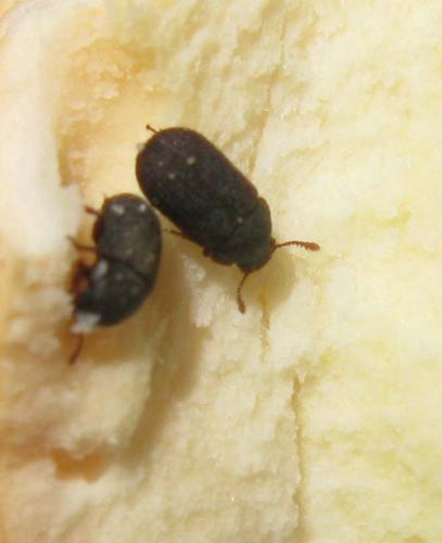 Eledona agricola