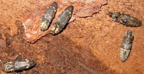 Réf. 36 377 : Danosoma fasciata
