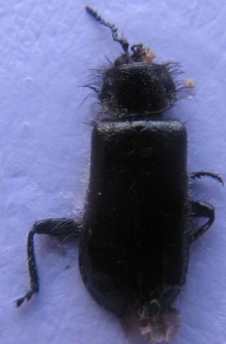 Enicopus pilosus