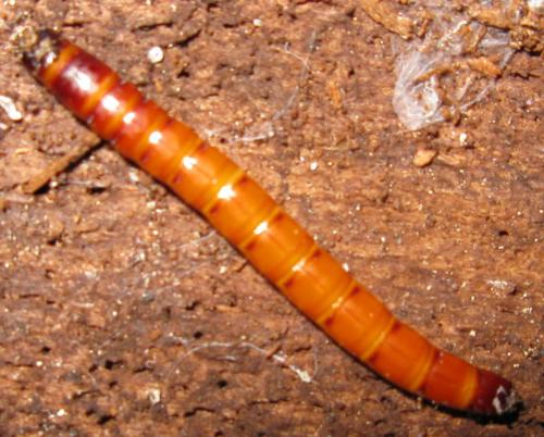 Melanotus sp.