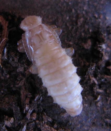 Pytho depressus