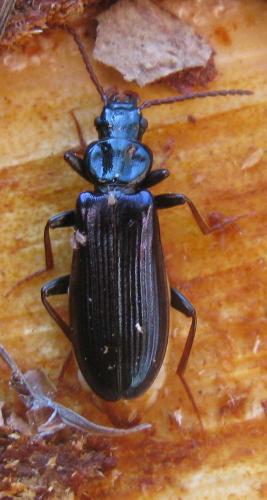 Réf. 36 861 : Pytho depressus