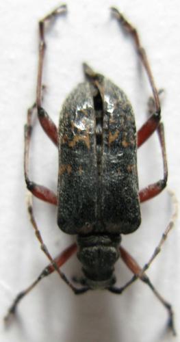 Evodinus clathratus
