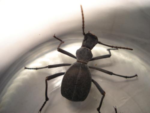 Réf. 36 857 : Leptoderis solieri