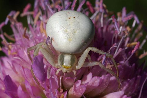 Misumena vatia