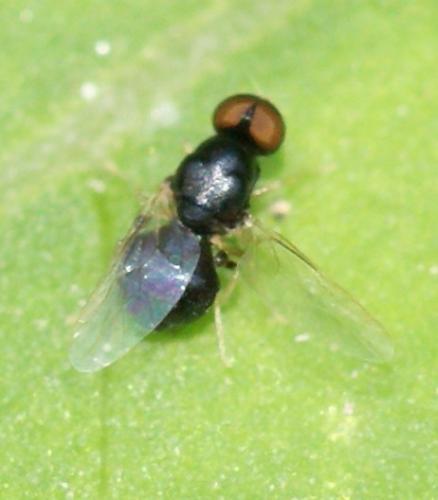 Réf. 36 033 : Pachygaster leachii