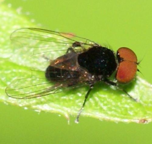 Paraplatypeza atra