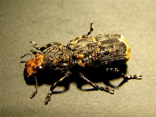 Réf. 36 145 : Platyrhinus resinosus