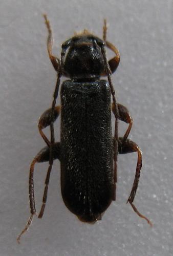Poecilium lividum