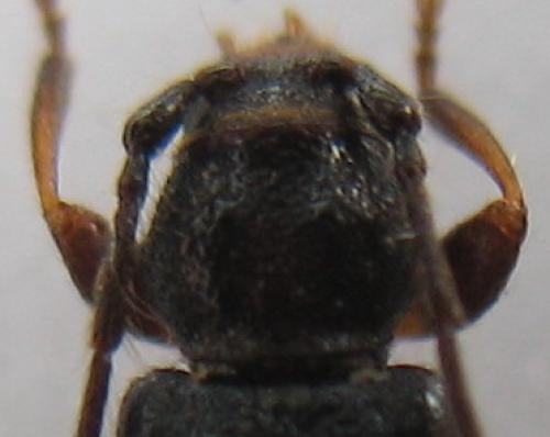 Poecilium lividum