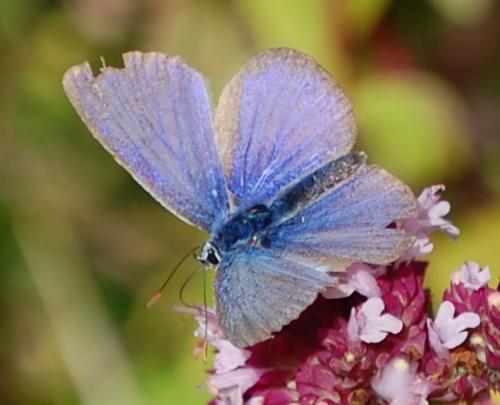 Polyommatus sp.