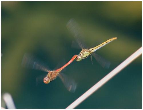 Sympetrum meridionale