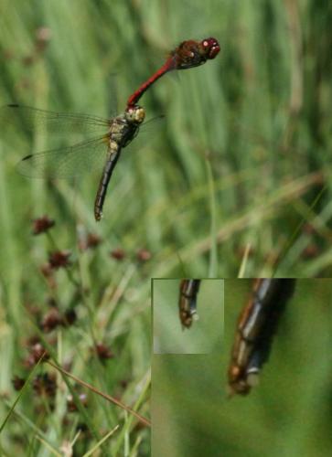 Sympetrum sanguineum
