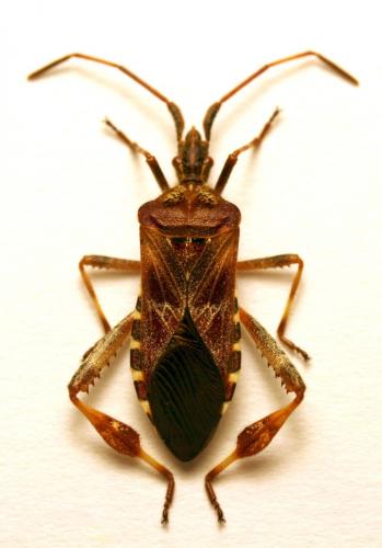 Réf. 36 331 : Leptoglossus occidentalis