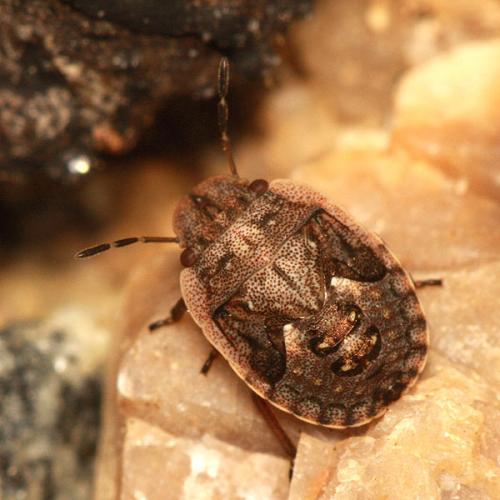 Sciocoris maculatus