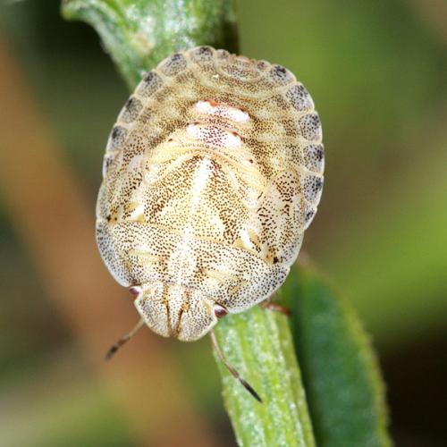 Réf. 36 700 : Eurygaster sp.