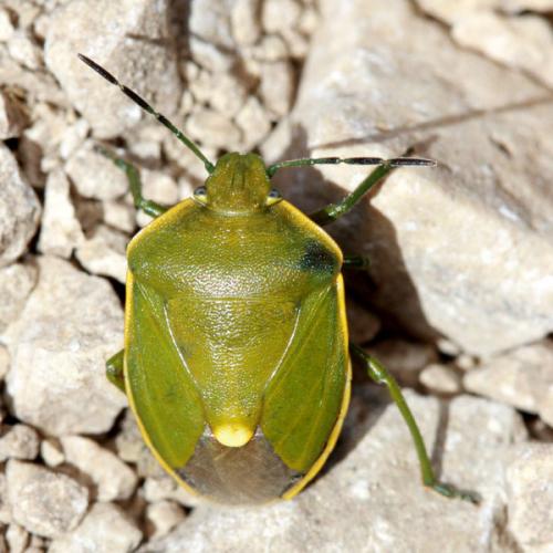 Réf. 36 160 : Chlorochroa juniperina